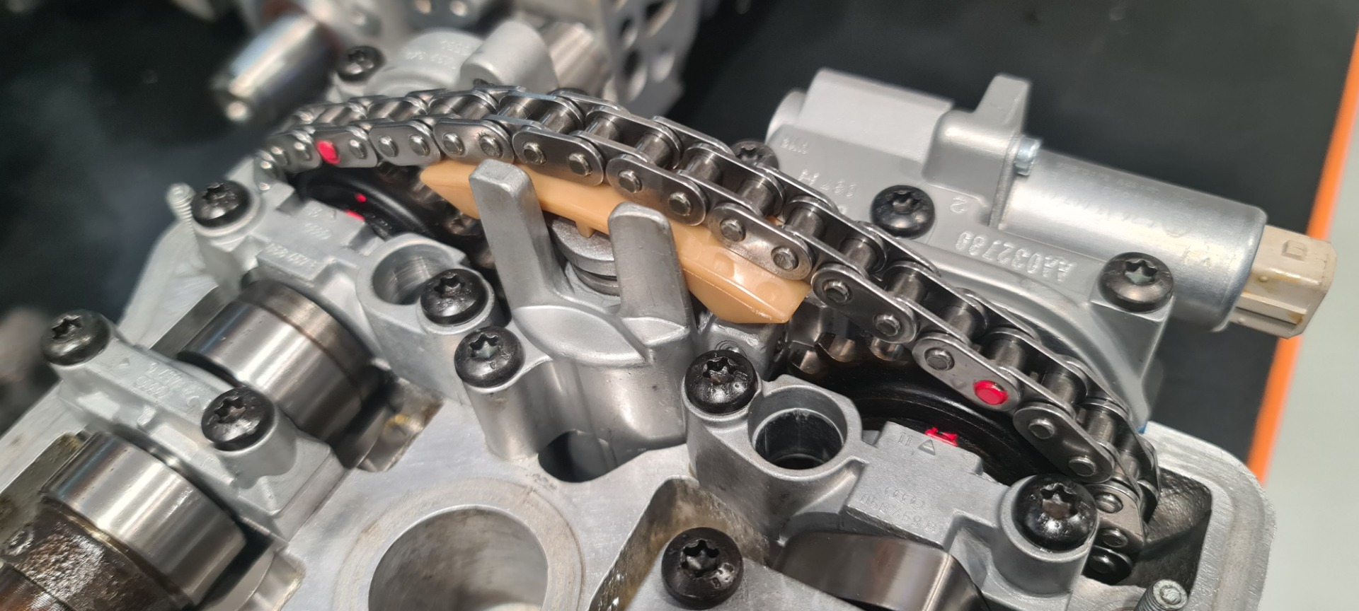 Reitsamer Saugerköpfe – Bild 2